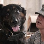 Importance Of An Emotional Support Animal