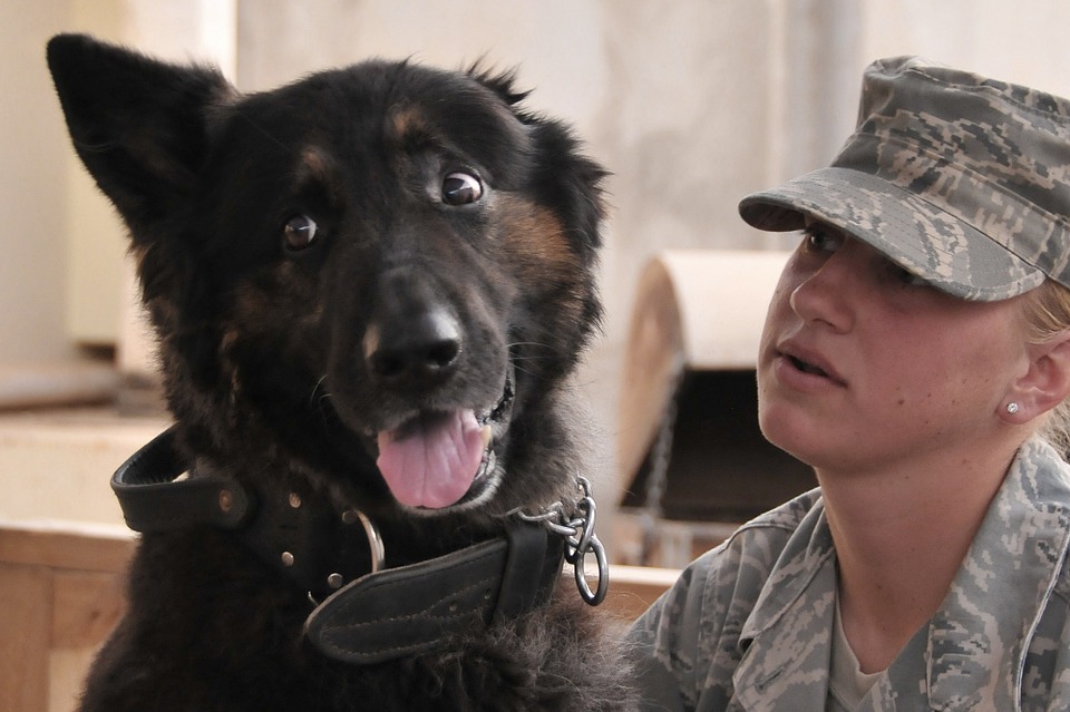 Benefits Of Registering Your Service Dog
